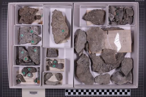 mixed taxa, stratigraphic collection