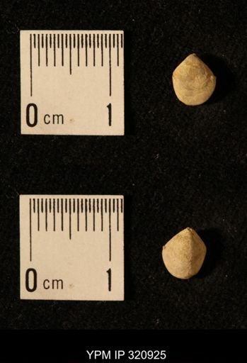 Dielasma elongatum