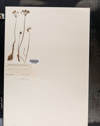 Muilla