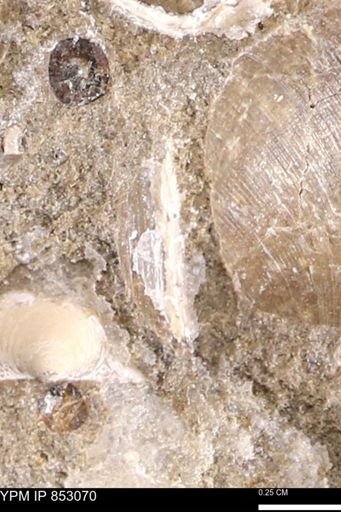 Limopsis striatopunctatus