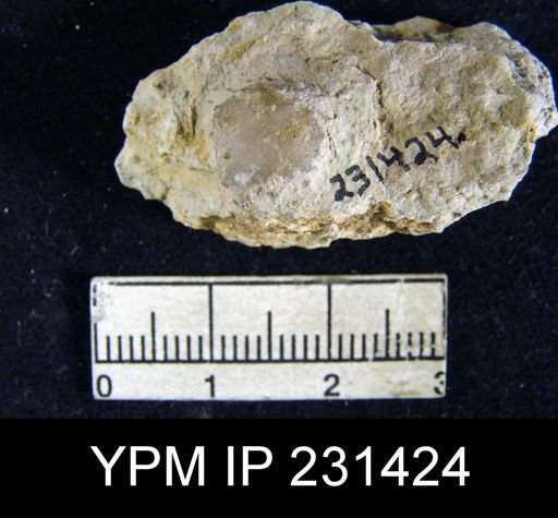 Cancrinella sp.