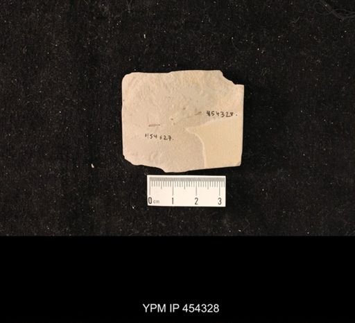 undet. Diptera