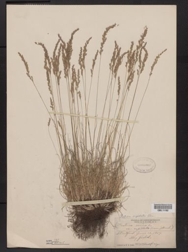 Festuca capillata