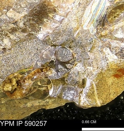 Baculites sp.