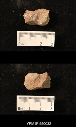 Marginifera splendens