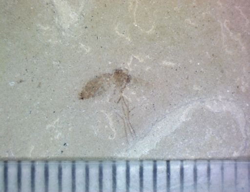 undet. Diptera