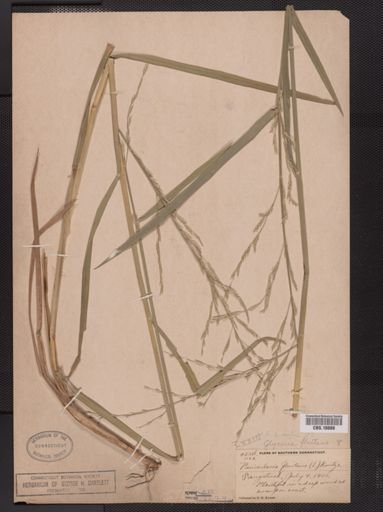 Glyceria fluitans