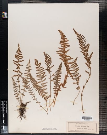 Woodsia