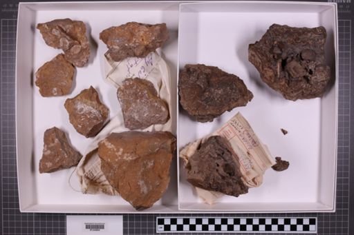 mixed taxa, stratigraphic collection