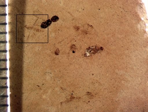 undet. Diptera
