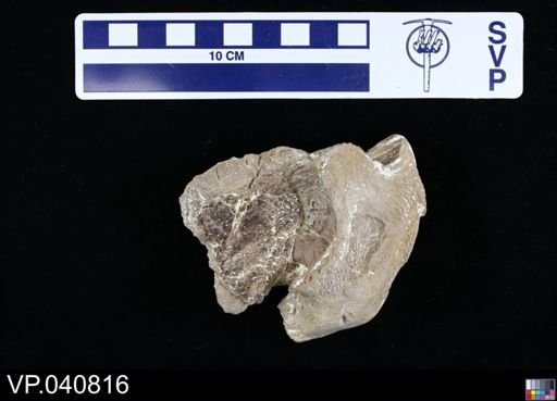 Tylosaurus