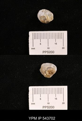 Protocardia sp.