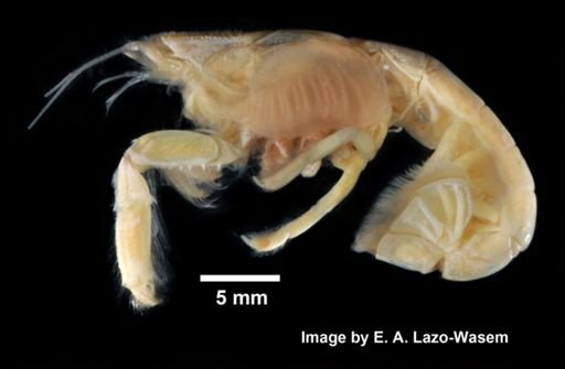 Upogebia affinis