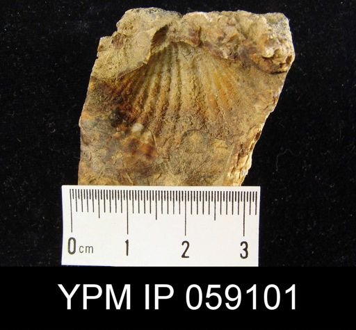 Spirifer murchisoni