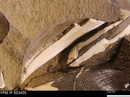 Limopsis striatopunctatus