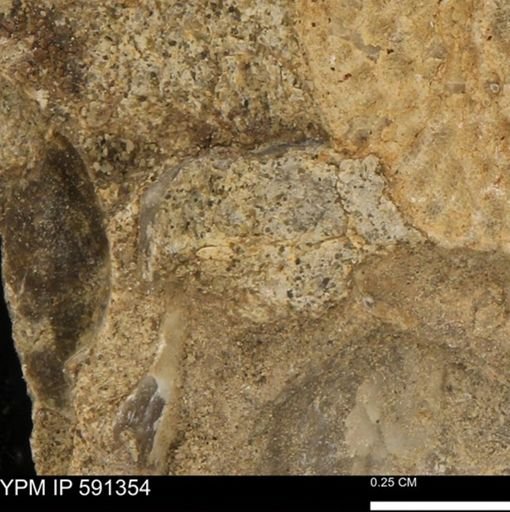 undet. Mollusca