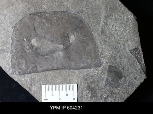 Eurypterus sp.
