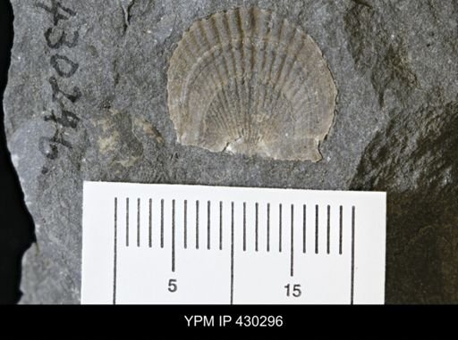 Tropidoleptus carinatus