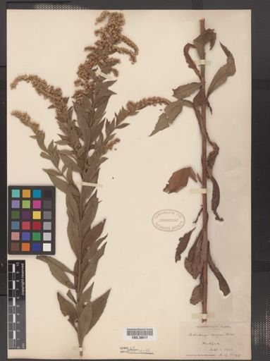 Solidago rugosa
