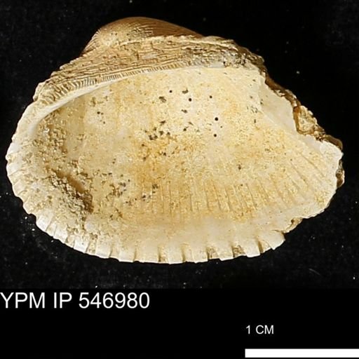Scapharca transversa
