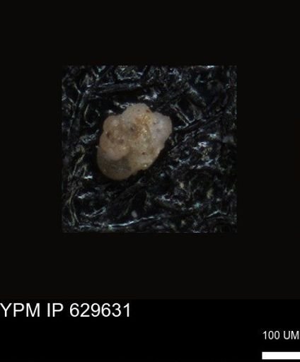 undet. Foraminiferida