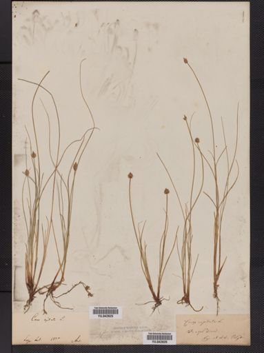 Carex capitata