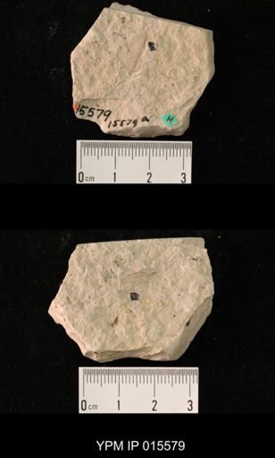 Paraprisca stigmatica