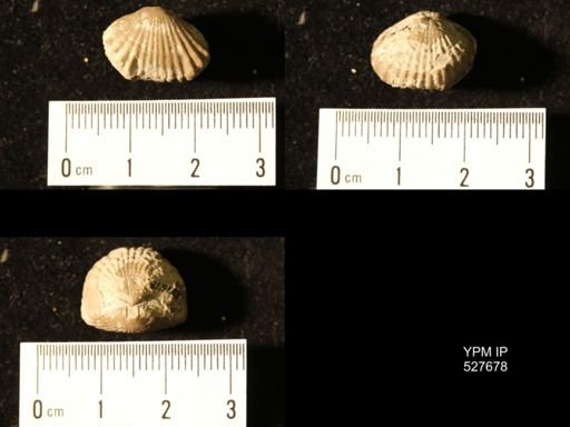 Rhynchopora persinuata