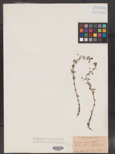 Gratiola aurea