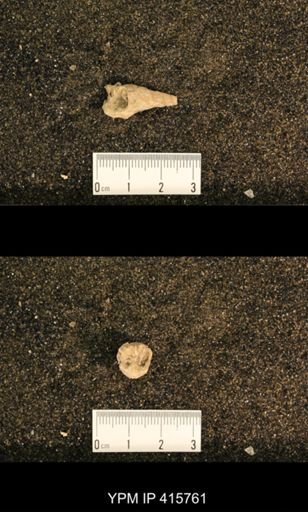 Meekospira choctawensis