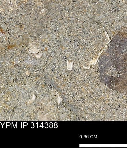 undet. Scaphopoda