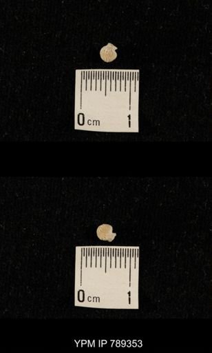 undet. Bryozoa