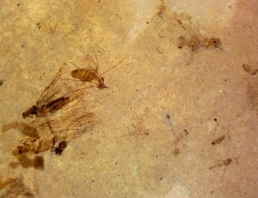 Thysanoptera?