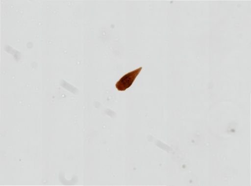 Plagiostomum morgani