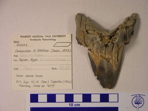 Carcharocles cf. sokolowi