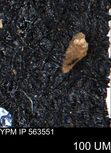 Verneuilinoides hectori