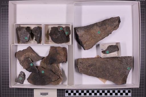 mixed taxa, stratigraphic collection