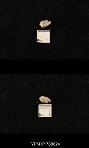 undet. Brachiopoda