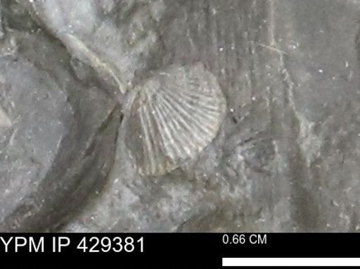 Devonochonetes scitulus