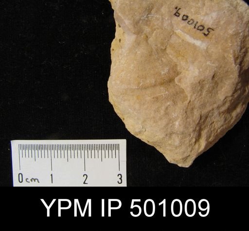 Derbyia sp.