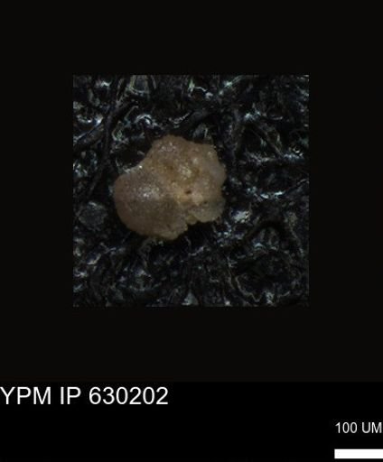 undet. Foraminiferida