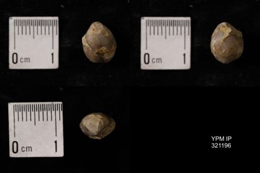 Dielasma turgida