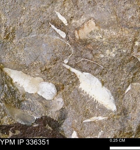 undet. Bivalvia