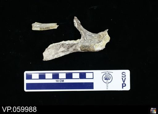 undet. Mosasauridae