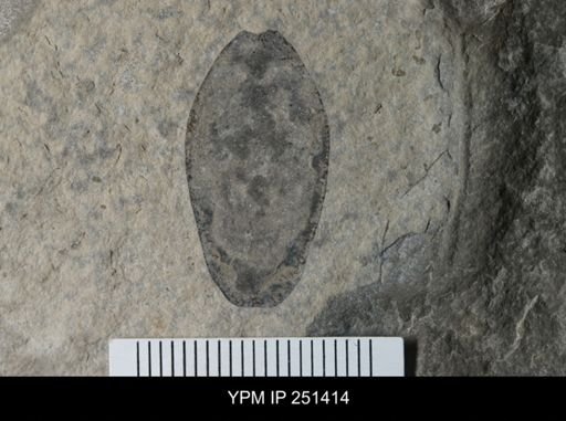 Eurypterus sp.