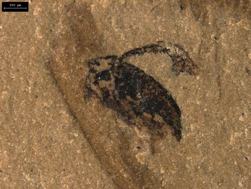 undet. Coleoptera