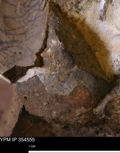 Pseudoptera subtortuosa
