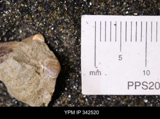 undet. Bivalvia