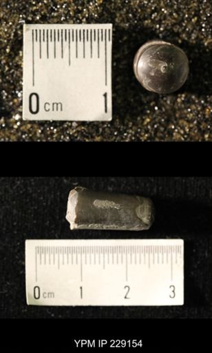 Pseudorthoceras knoxense