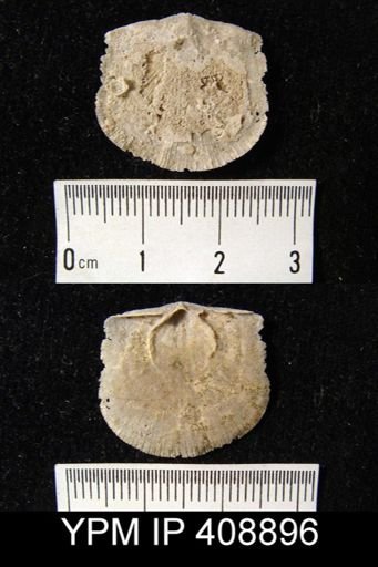 Strophomena sp.